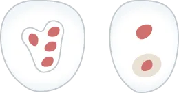 上からの図